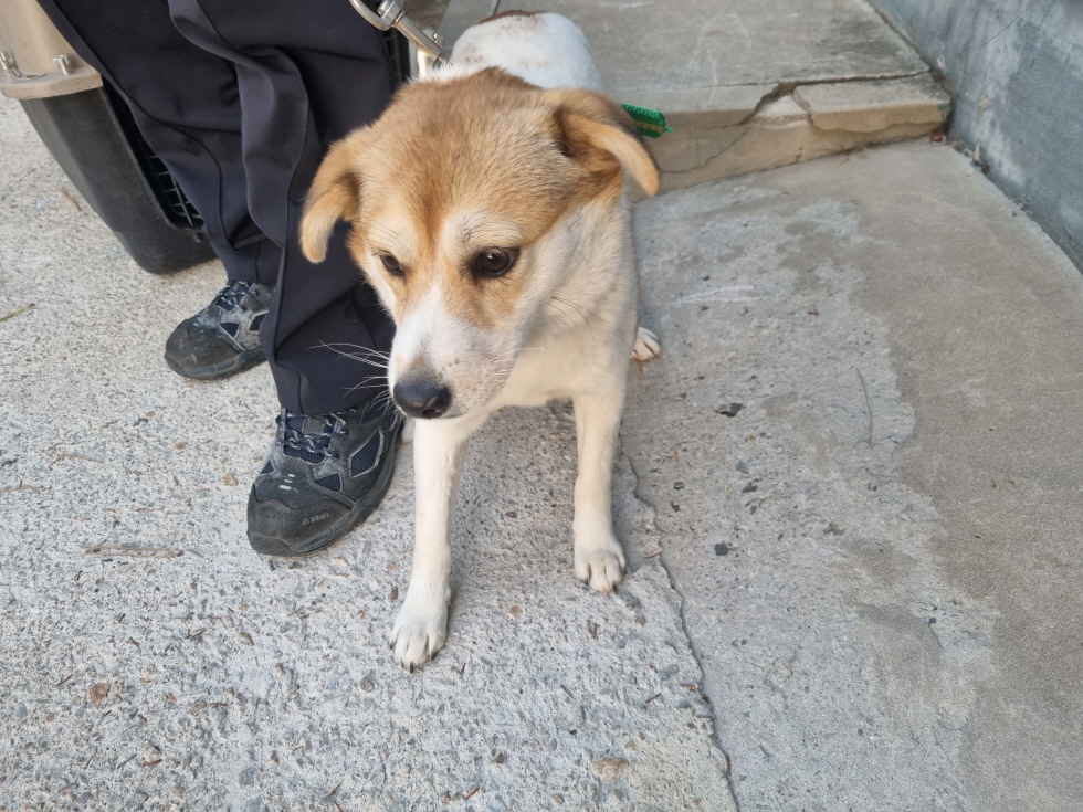 양산시 동물보호센터_448538202300836